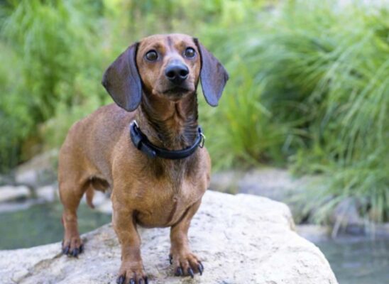 Dachshund: Too Brave For Its Own Sake? 12 Dachshund Achondroplasia