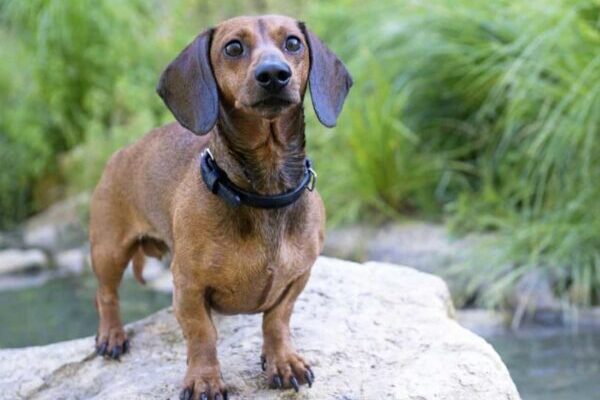 Dachshund Achondroplasia