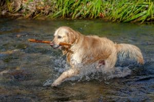 Sporting Group Dogs 19 Golden Retriever