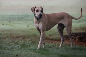Great Dane