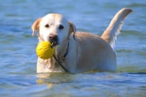 Sporting Group Dogs 24 Labrador Retriever