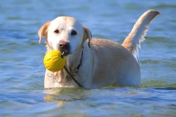 Top Dog Forum
