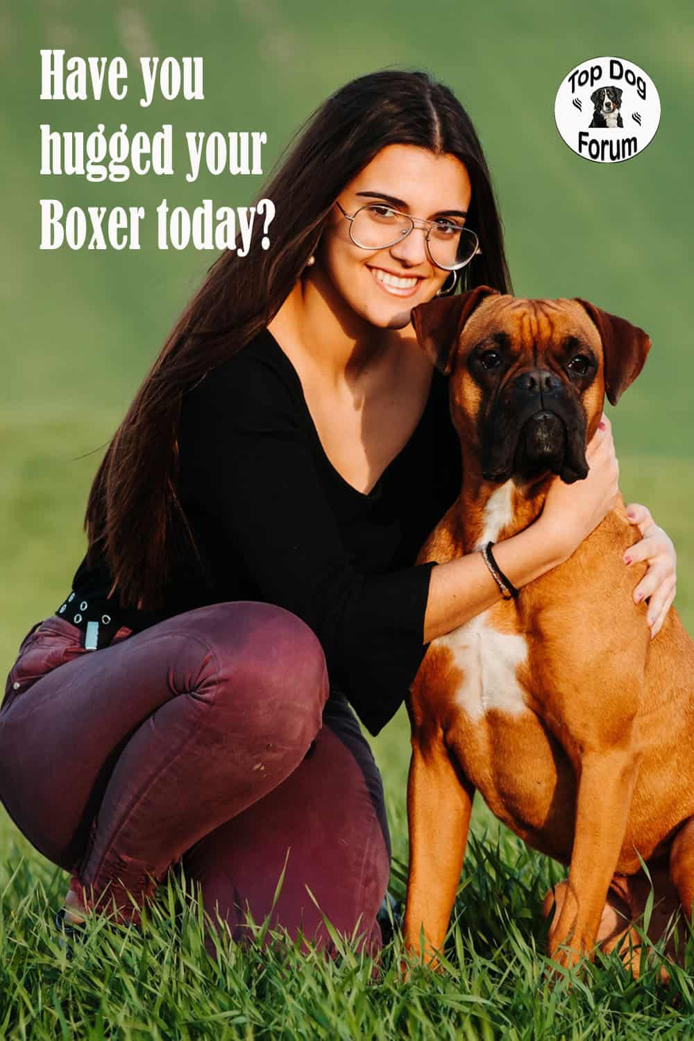 boxer dog picture
