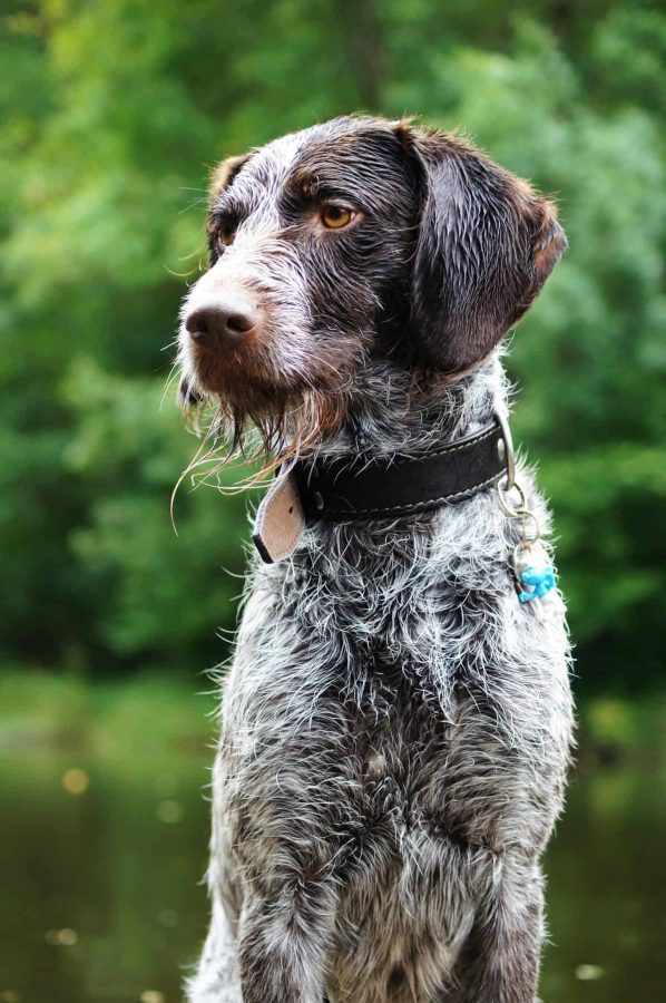 Pointers are good Hunting Dogs