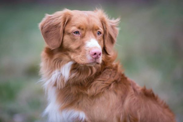 Portrait of Dog Breed Nova Scotia Duck Tolling Retriever