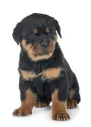 Rottweiler: Powerful But A Lover at Heart 24 Rottweiler Puppy