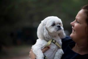The Shih Tzu is one of the best small dogs