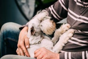 Small Miniature Schnauzer Dog Zwergschnauzer Sitting In Hands Of