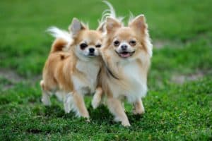 Two Longhair Chihuahua dog