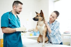 Vet consultation