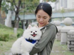 Woman play with Pomeranian dog at outdoor park