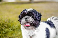 Affenpinscher