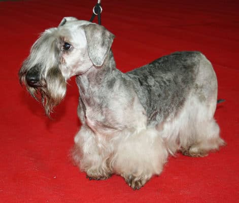 Top Dog Forum