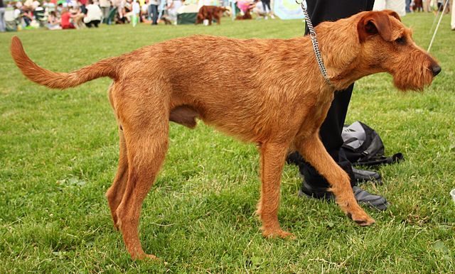 Top Dog Forum