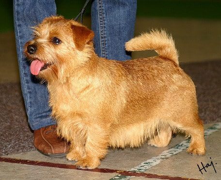 Top Dog Forum