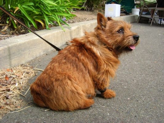 Top Dog Forum