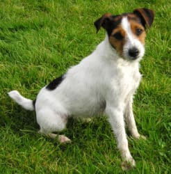 Parsons Russell Terrier