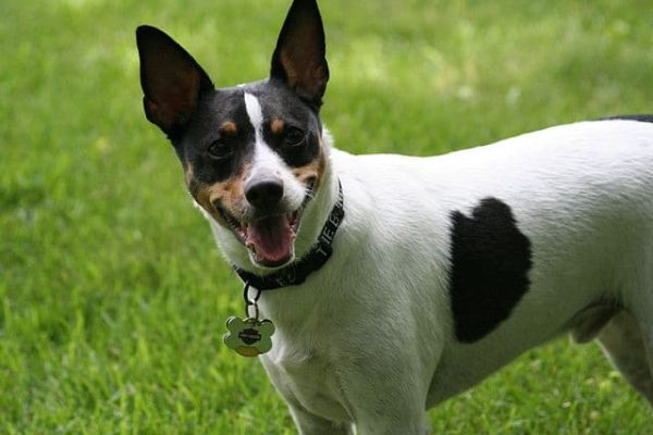 Top Dog Forum