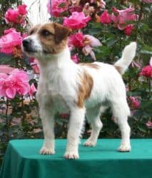 Russell Terrier