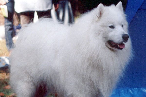 Samoyed