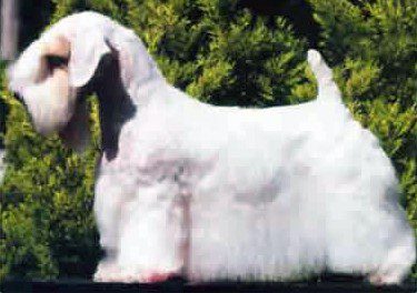 Top Dog Forum