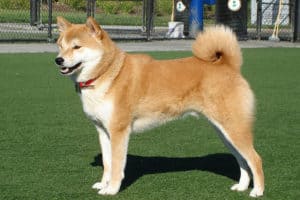 Shiba Inu