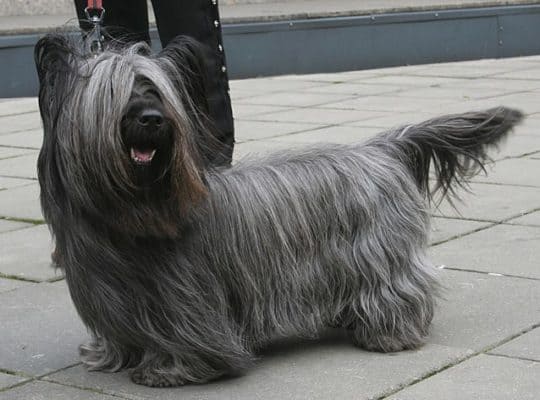 Top Dog Forum