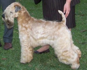 Soft Coated Wheaten Terrier&nbsp;