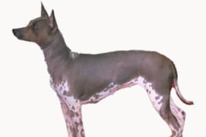 American Hairless Terrier is one of the terrier group dogs