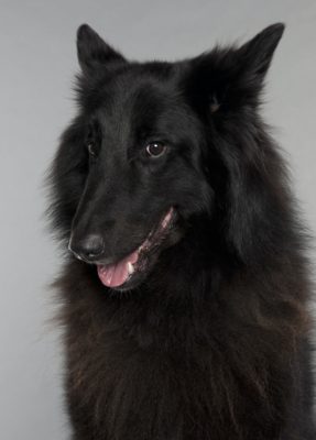 Versatile Belgian Shepherds Are 4 Breeds In One 4 Belgian Shepherd Dog (Groenendael) (3 years old)