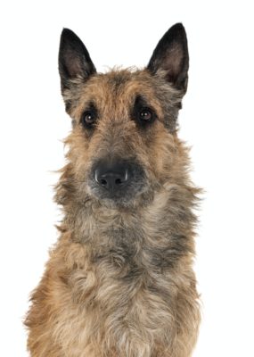 Versatile Belgian Shepherds Are 4 Breeds In One 5 belgian shepherd laekenois