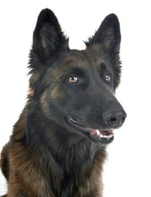 Versatile Belgian Shepherds Are 4 Breeds In One 6 belgian shepherd tervuren