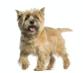 Cairn terrier 