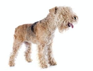 lakeland terrier