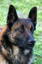 malinois