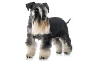 miniature schnauzer in studio