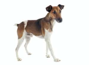 Smooth Fox Terrier