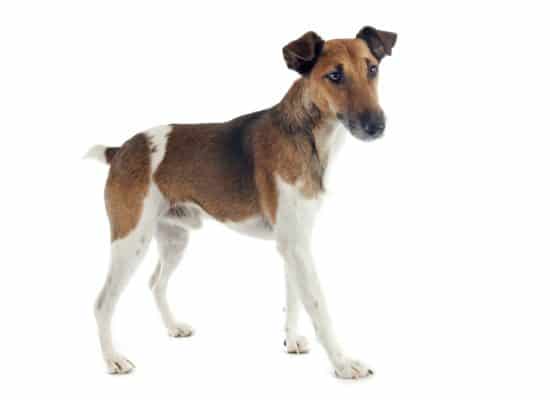 Top Dog Forum