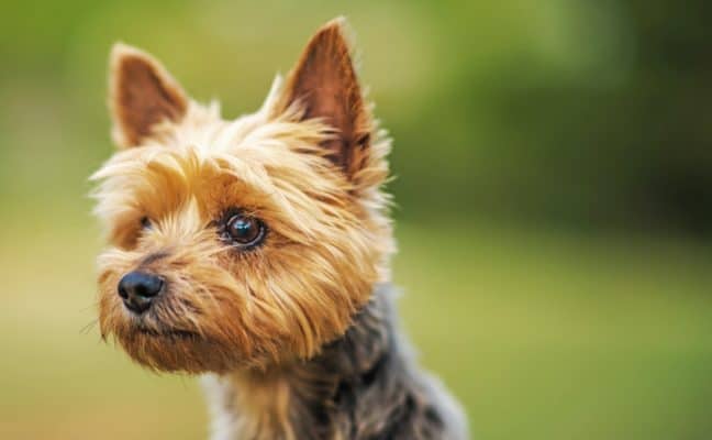 Top Dog Forum