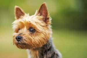 Ten Years Old Australian Silky Terrier Portrait