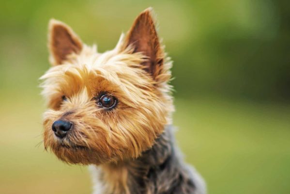 Ten Years Old Australian Silky Terrier Portrait
