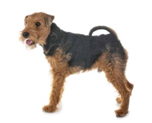 Welsh Terrier