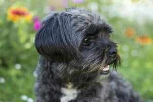 Affenpinscher Toy Group