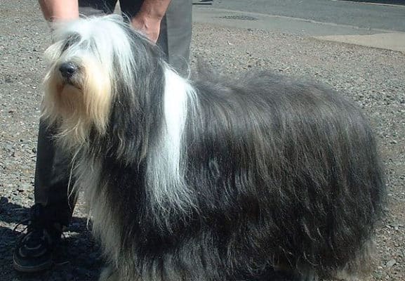 Top Dog Forum