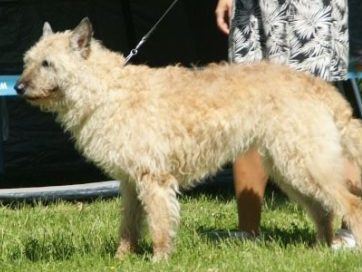Herding Group Dogs 6 Belgian Laekenois
