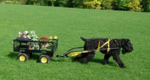 Black Russian Terrier