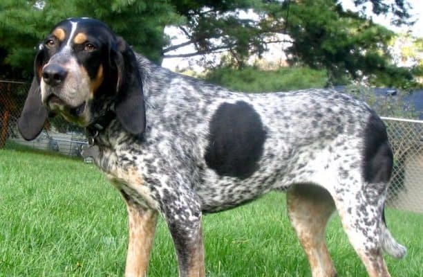 Blue Tick Coonhound