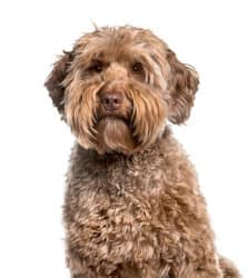 Popular Dog Breeds That Made 3 Designer Dogs Famous 4 Labradoodle