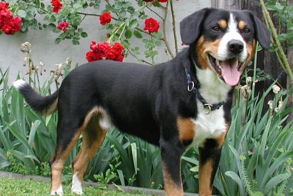 Herding Group Dogs 18 Entlebucher Mountain Dog