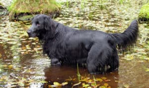 Sporting Group Dogs 16 Flat-Coated Retriever